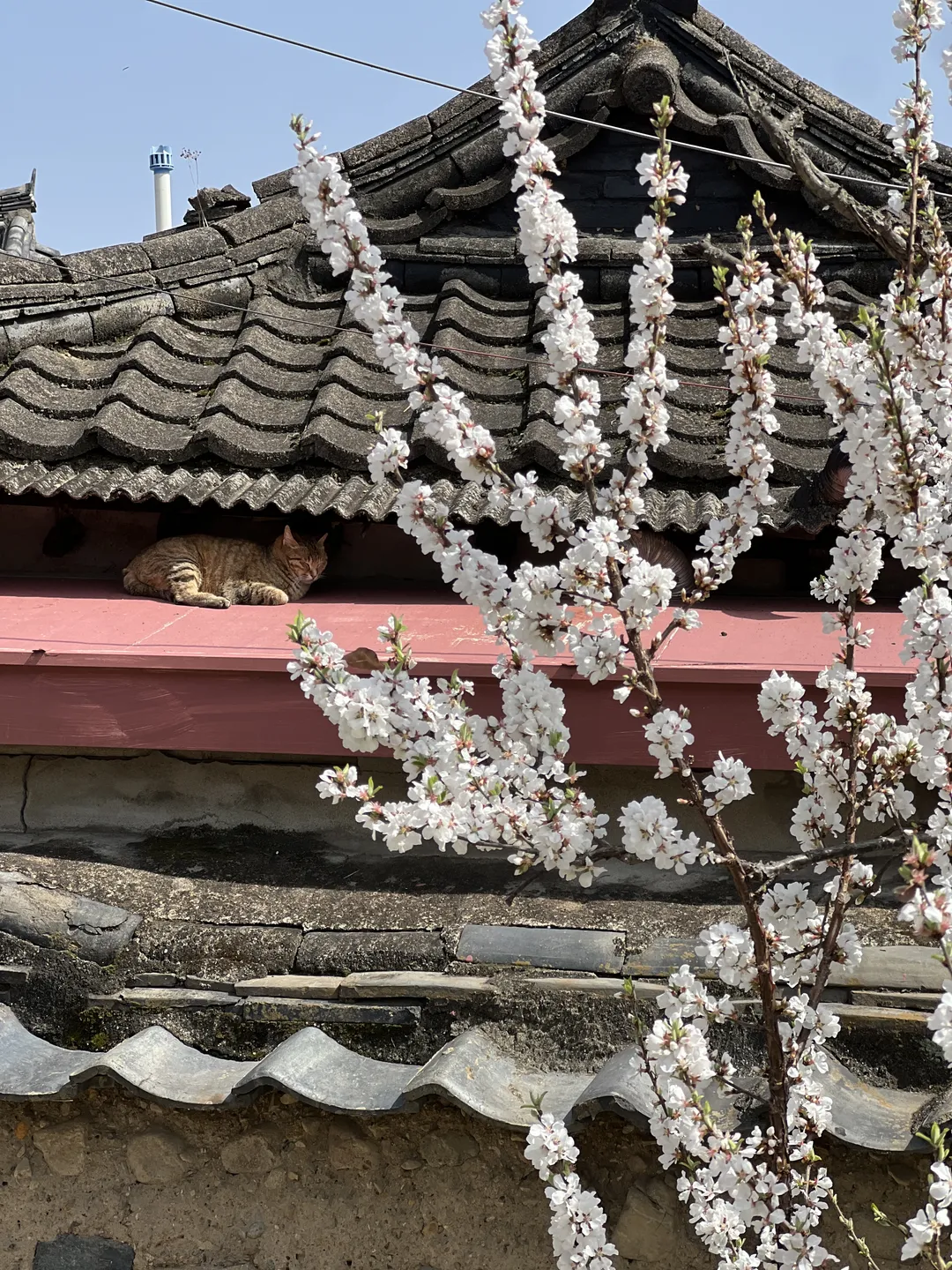 카페솔 사진 8