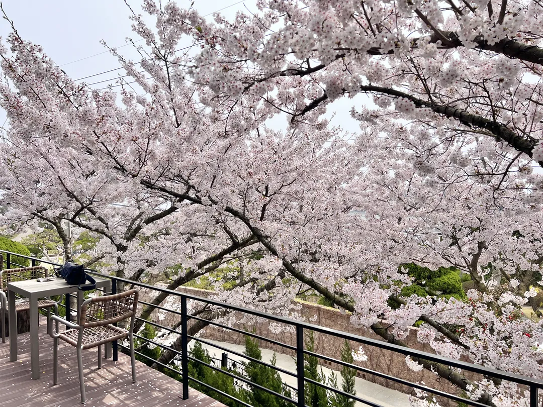 섬꾸지 사진 13