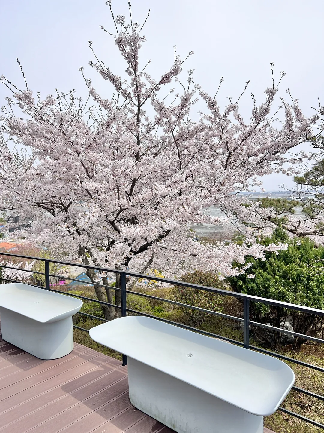 섬꾸지 사진 11