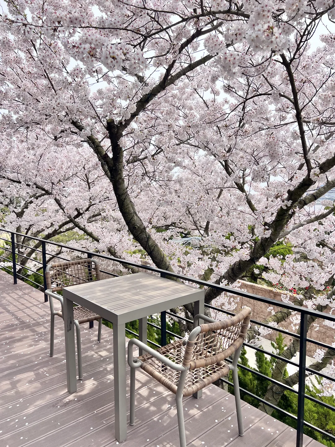섬꾸지 사진 12