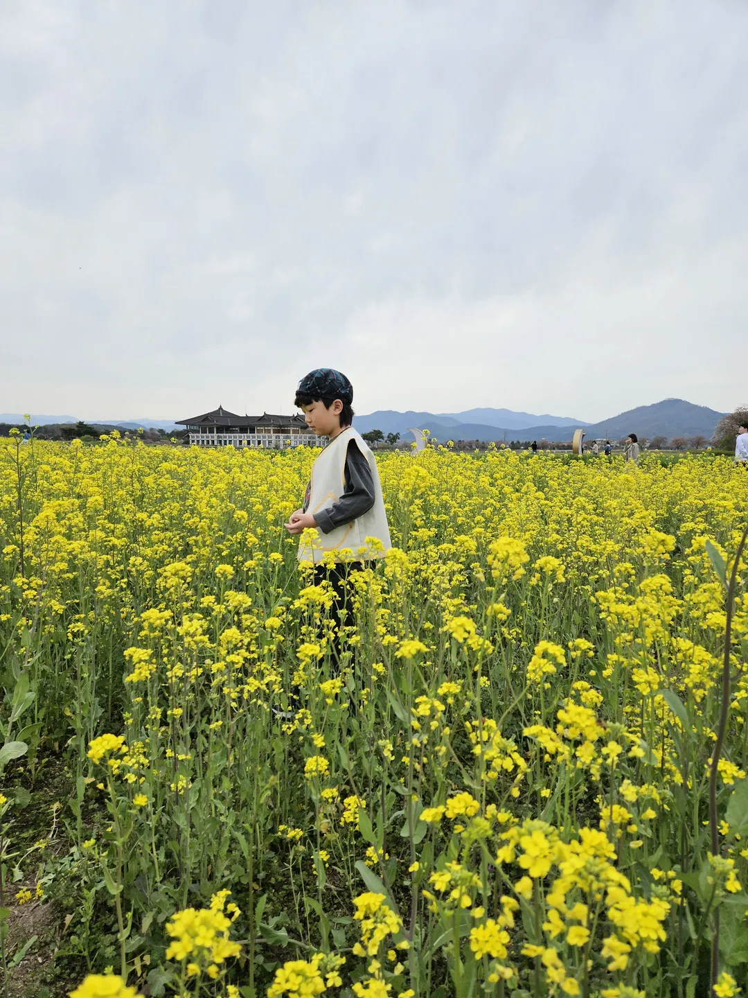 황룡사지 청보리밭