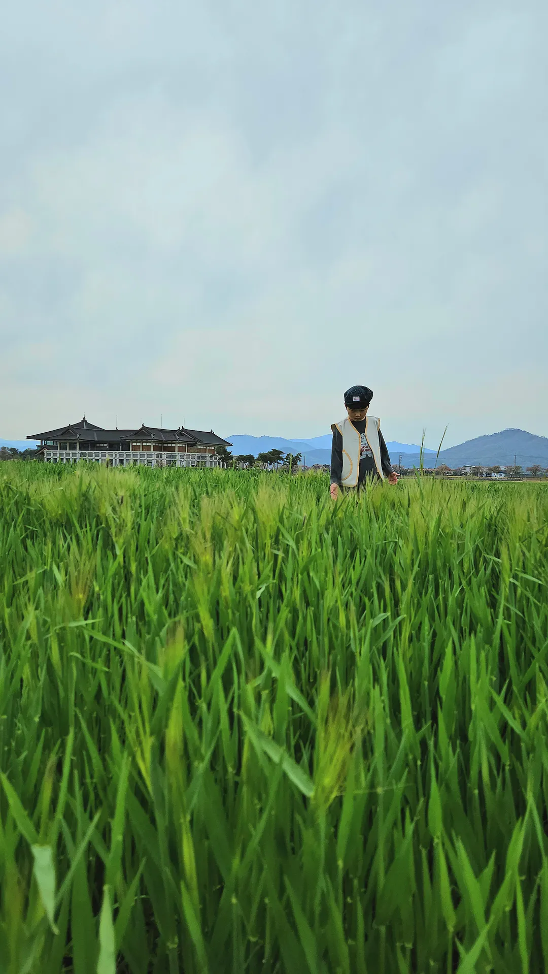 황룡사지 청보리밭