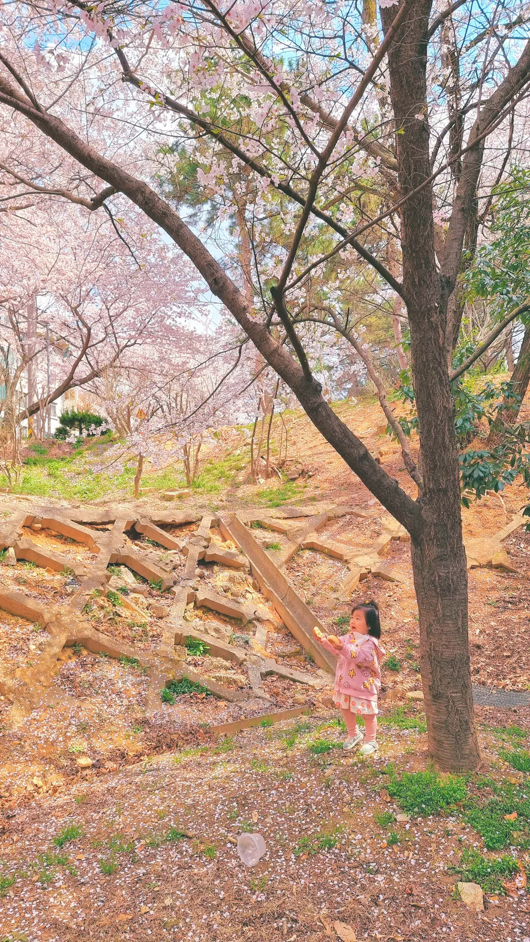 ヨンジ公園(ヨンジ湖公園) 写真 9