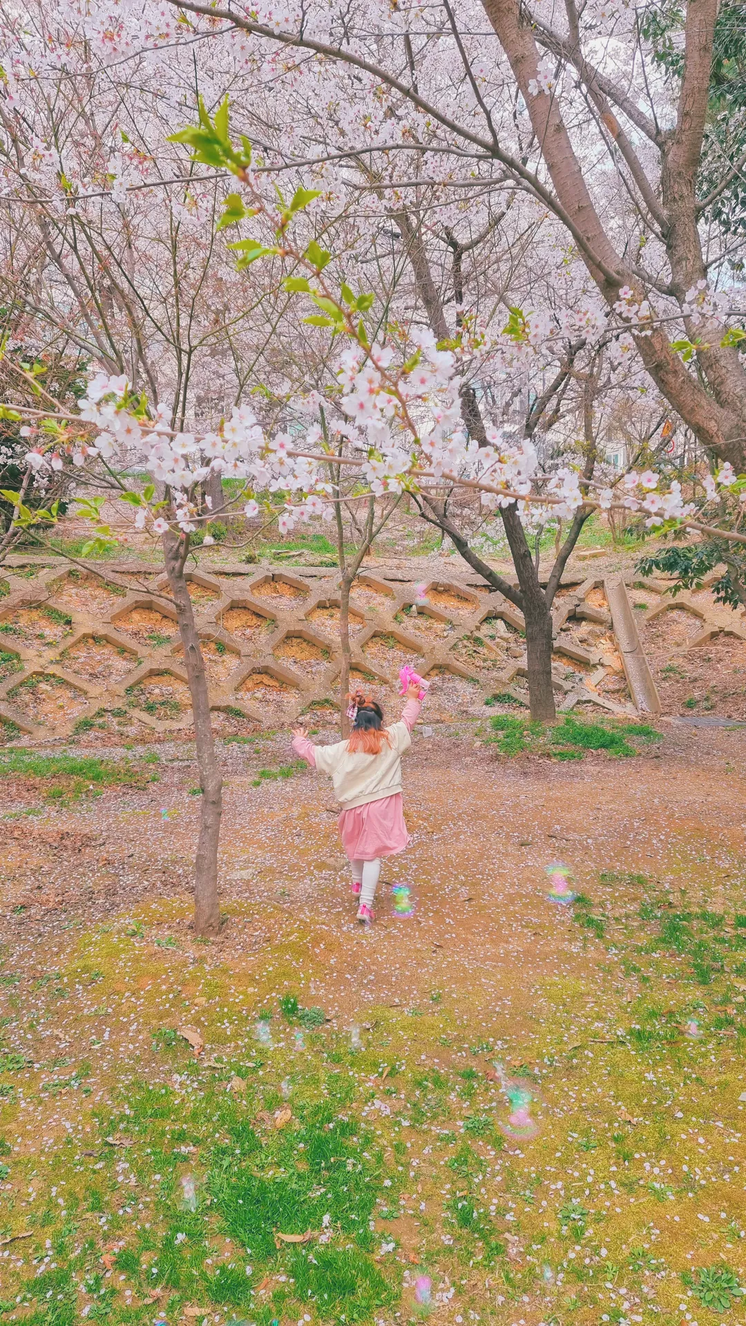 ヨンジ公園(ヨンジ湖公園) 写真 7