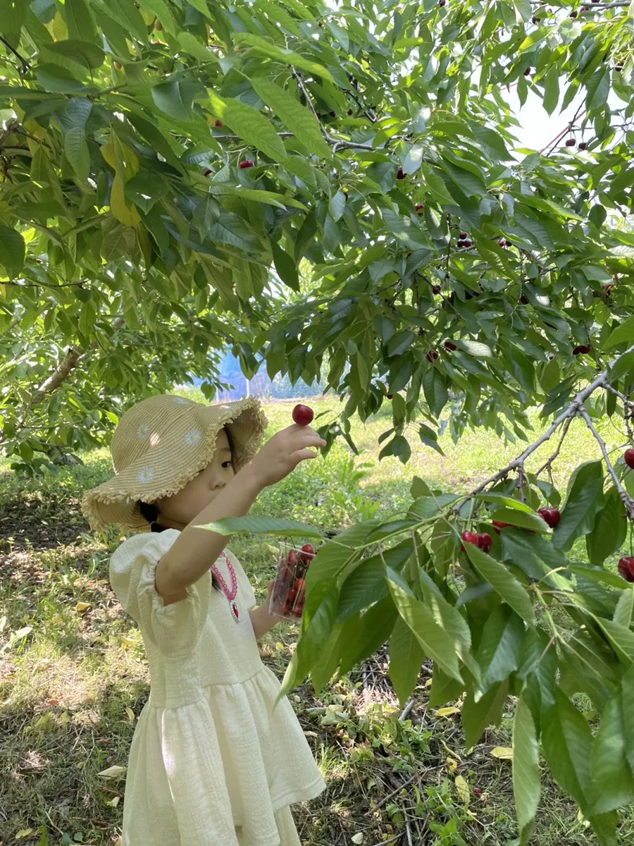 天安プルムチェリー農園 写真 6