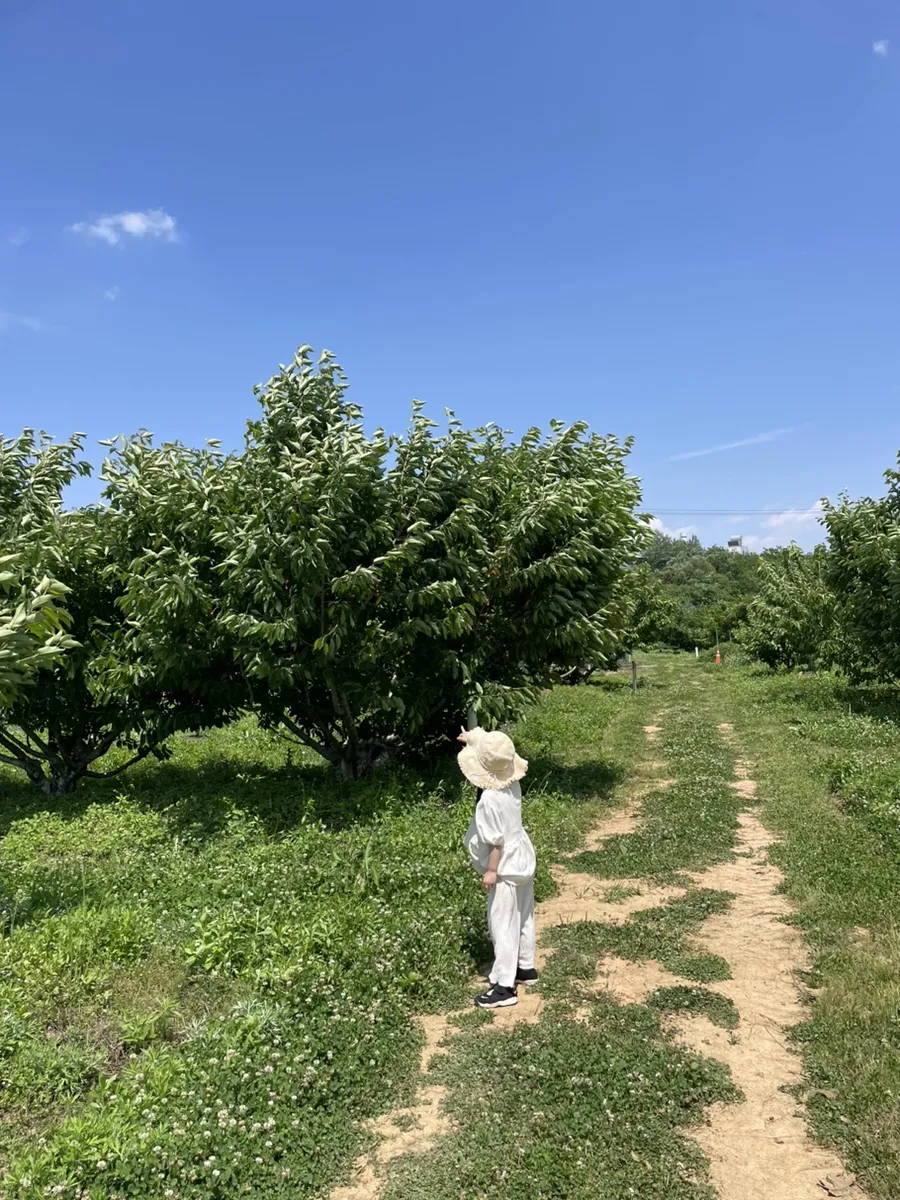 天安プルムチェリー農園 写真 7