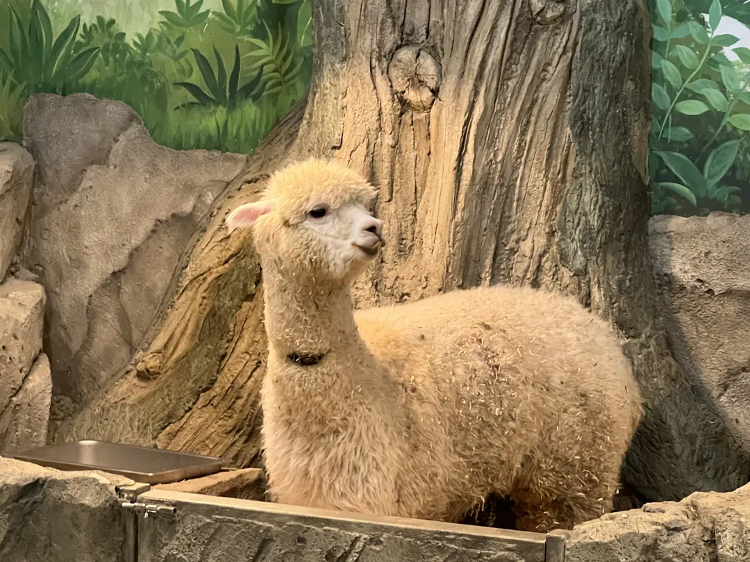 ジュニマル動物園 写真 13