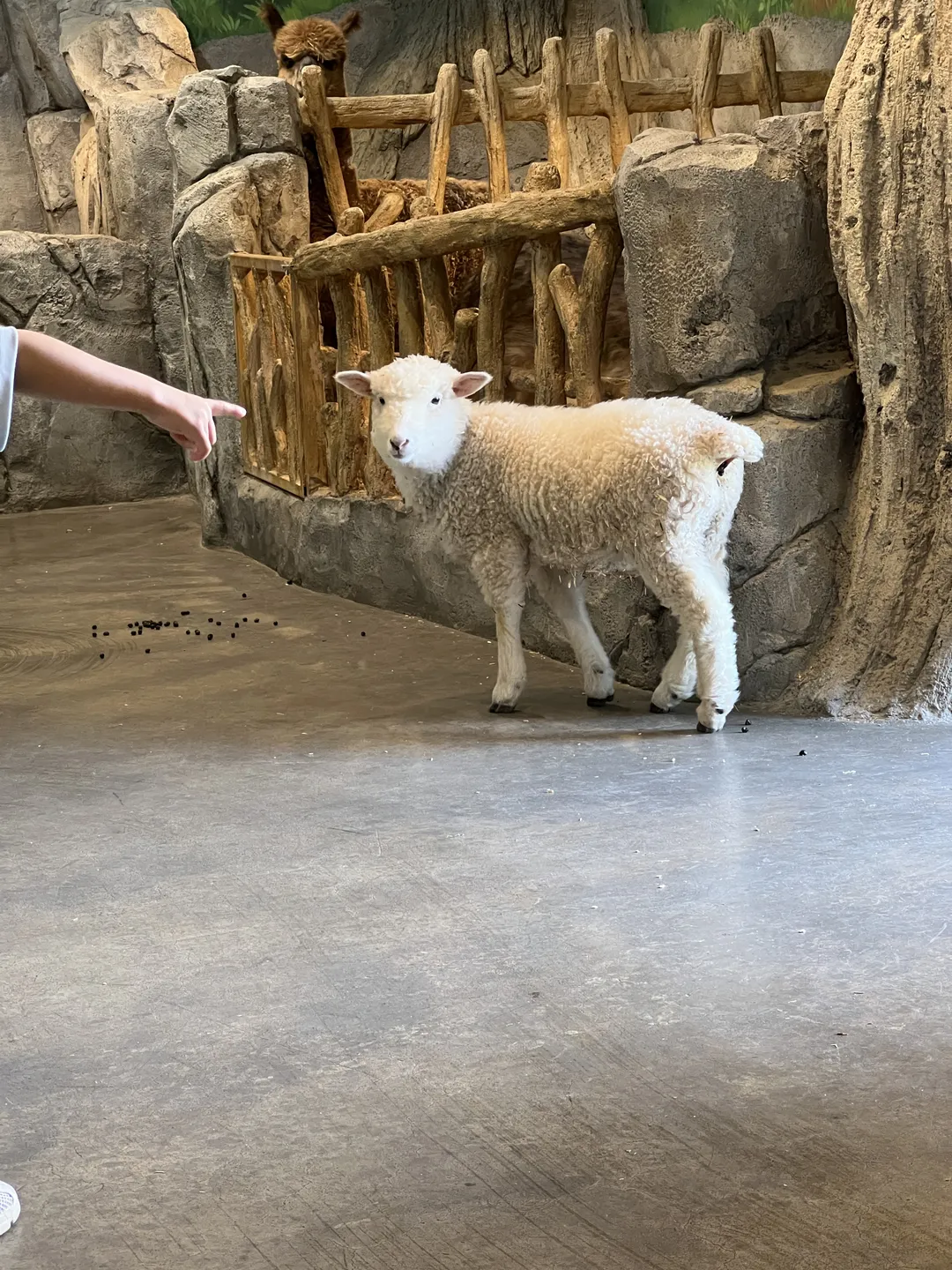 ジュニマル動物園 写真 17