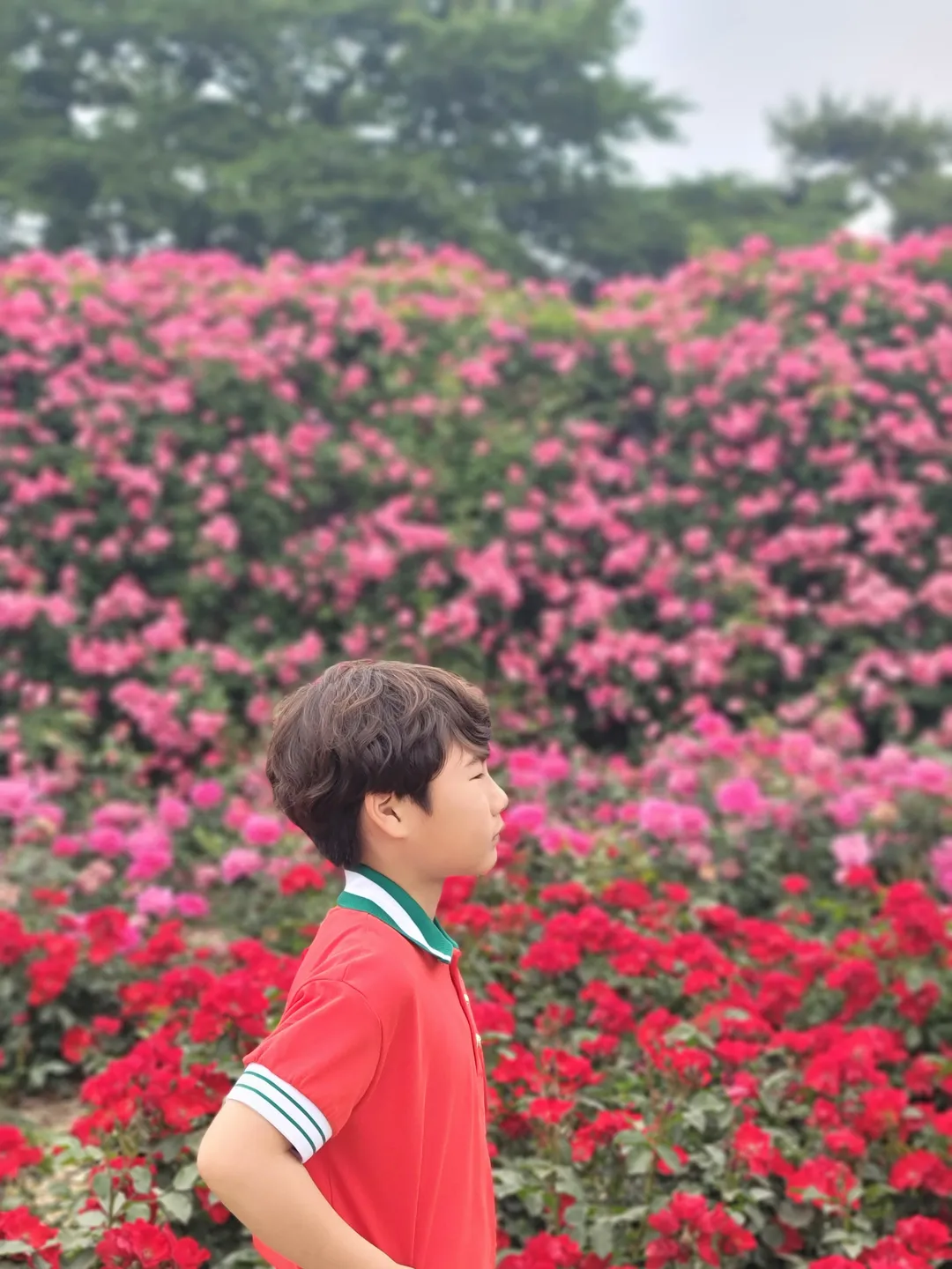 서울대공원장미원