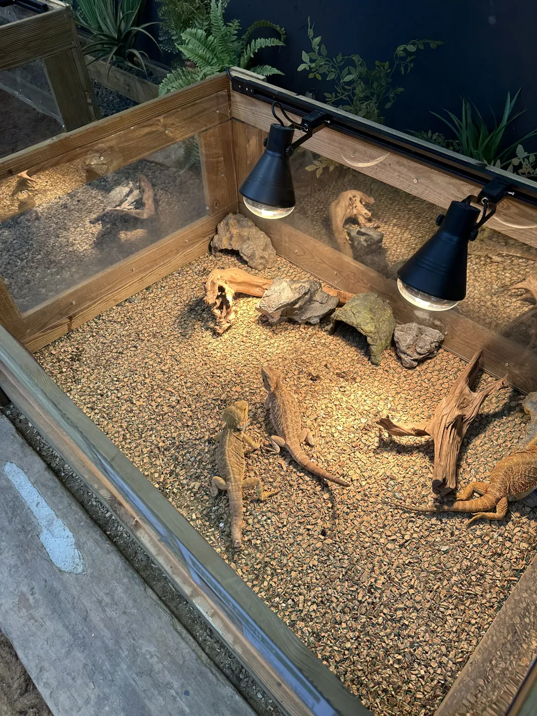 Goompro Insect Experience Learning Farm photo 18