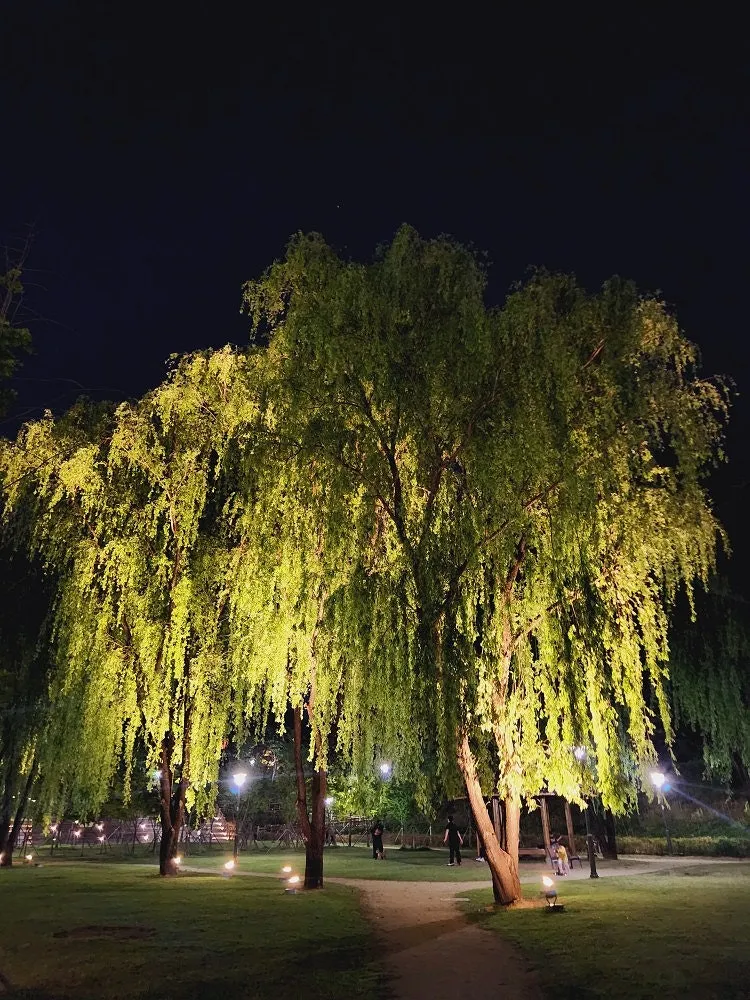 大邱代表都市の森 写真 6
