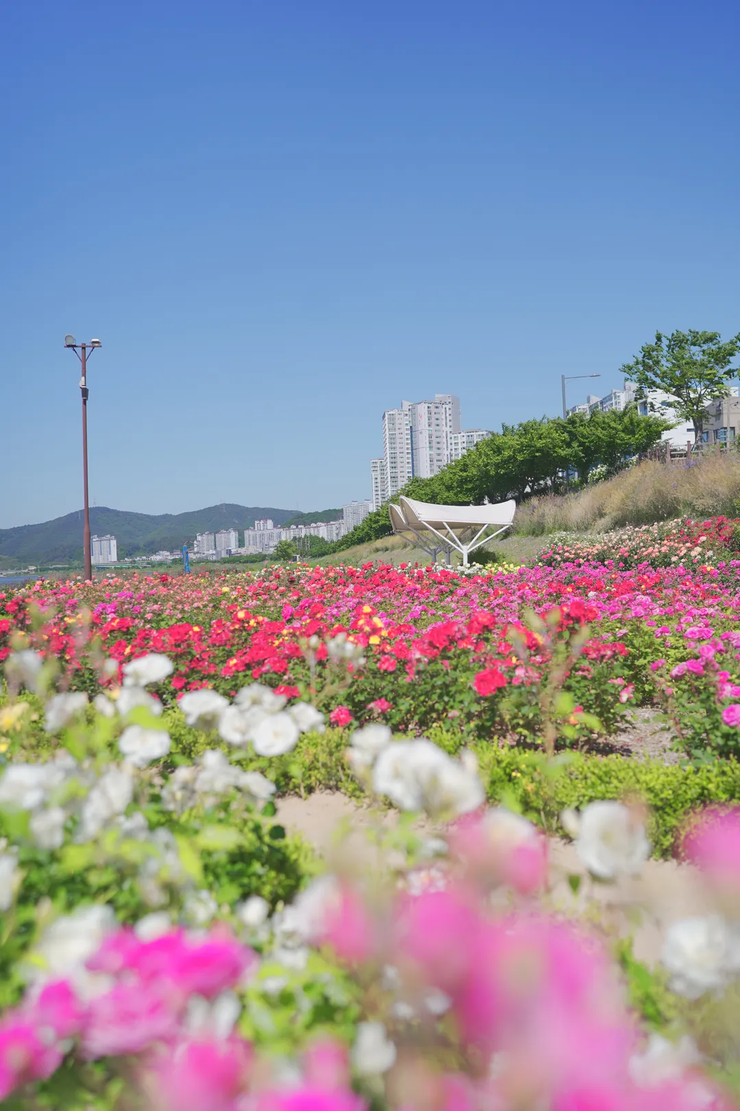 형산강 장미원 사진 8