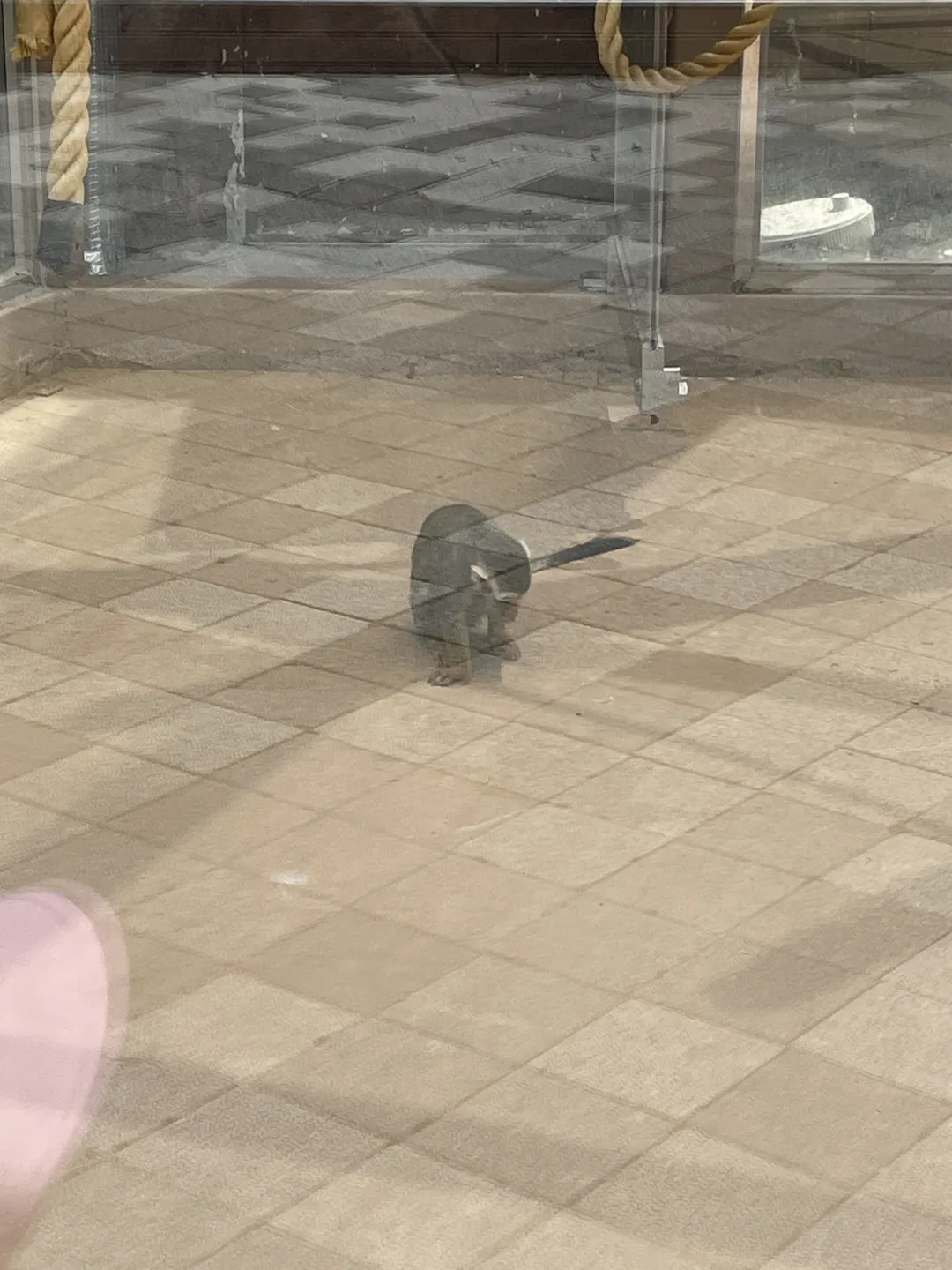 順天湾国家庭園こども動物園 写真 9