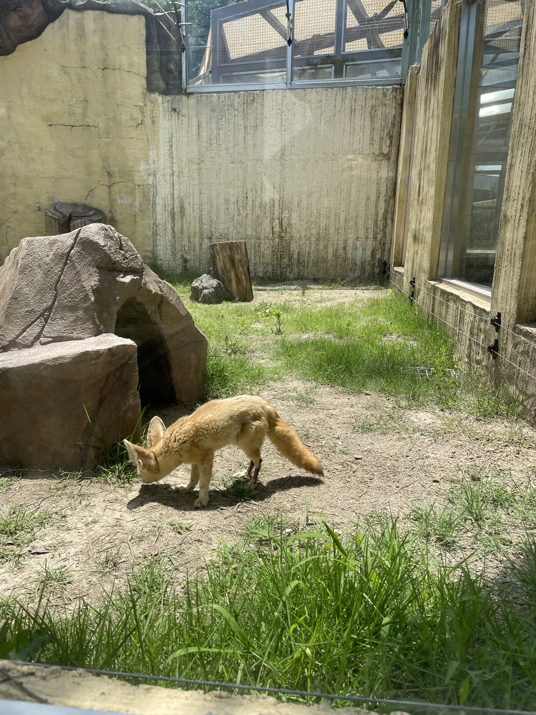 順天湾国家庭園こども動物園 写真 6