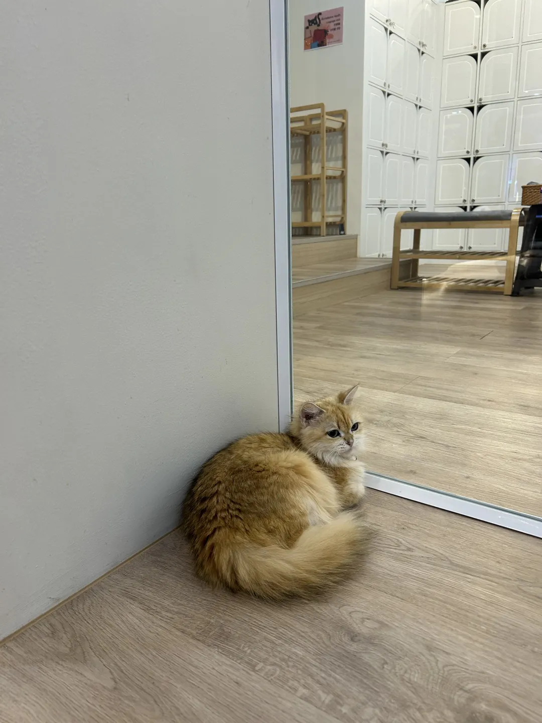 チェンマイ マリキャットカフェ 写真 6