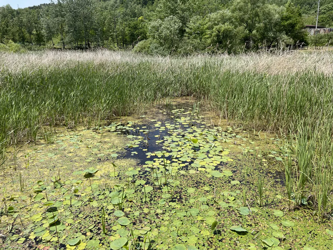 カウォン湿地生態自然公園 写真 6