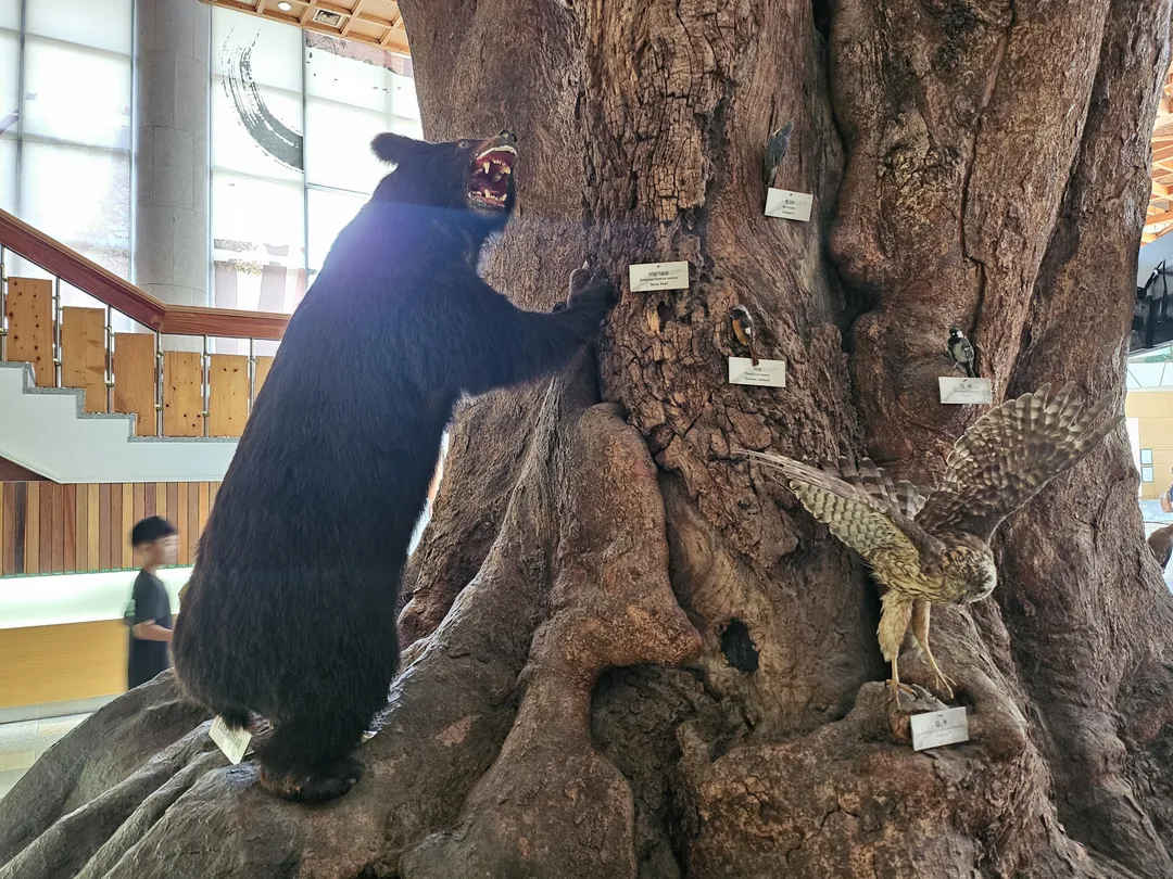 National Arboretum Forest Museum photo 17