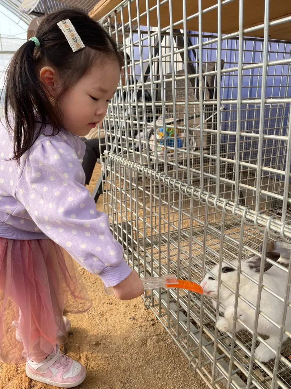 꼬꼬체험관 사진 10