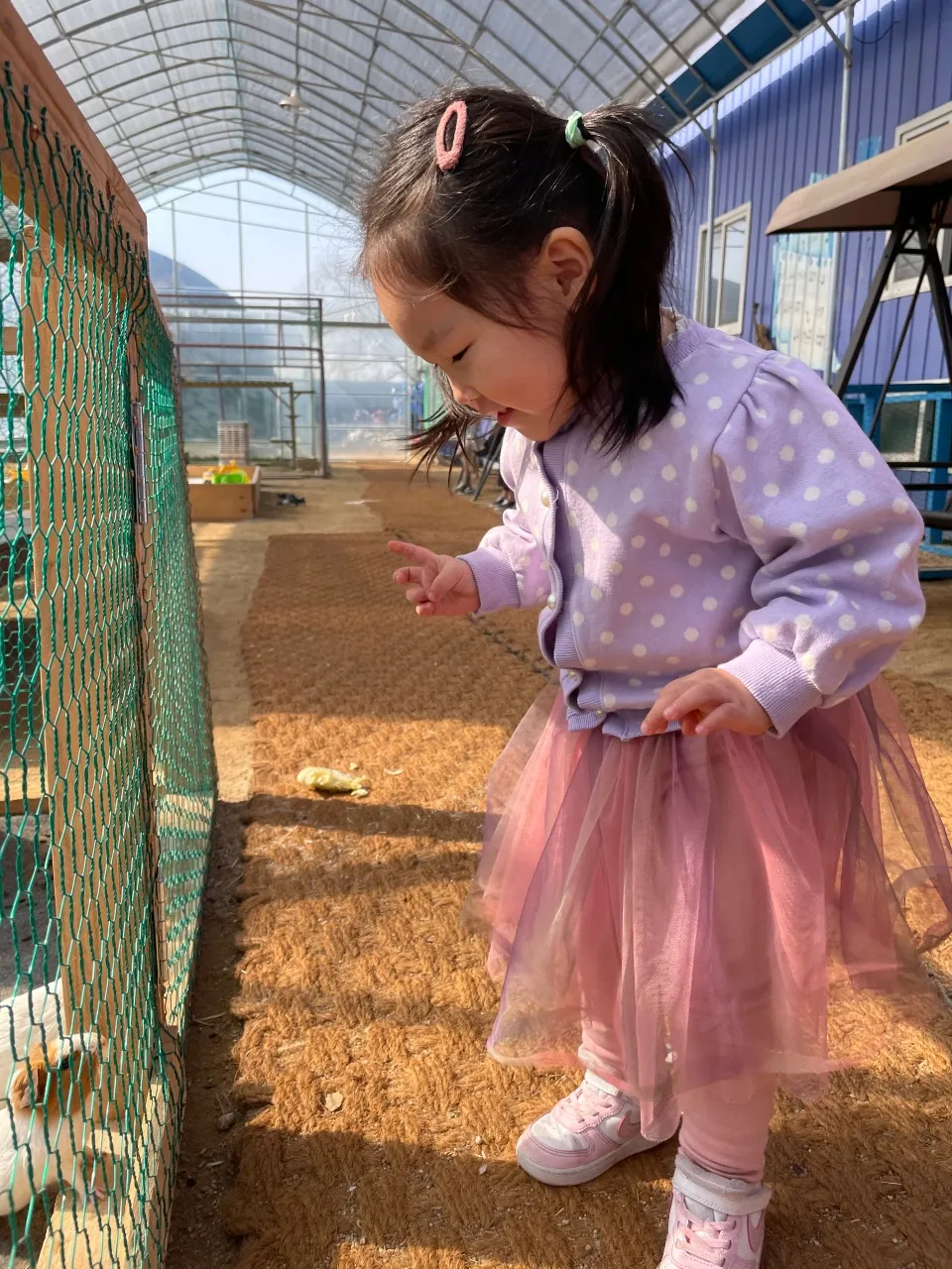 꼬꼬체험관 사진 7