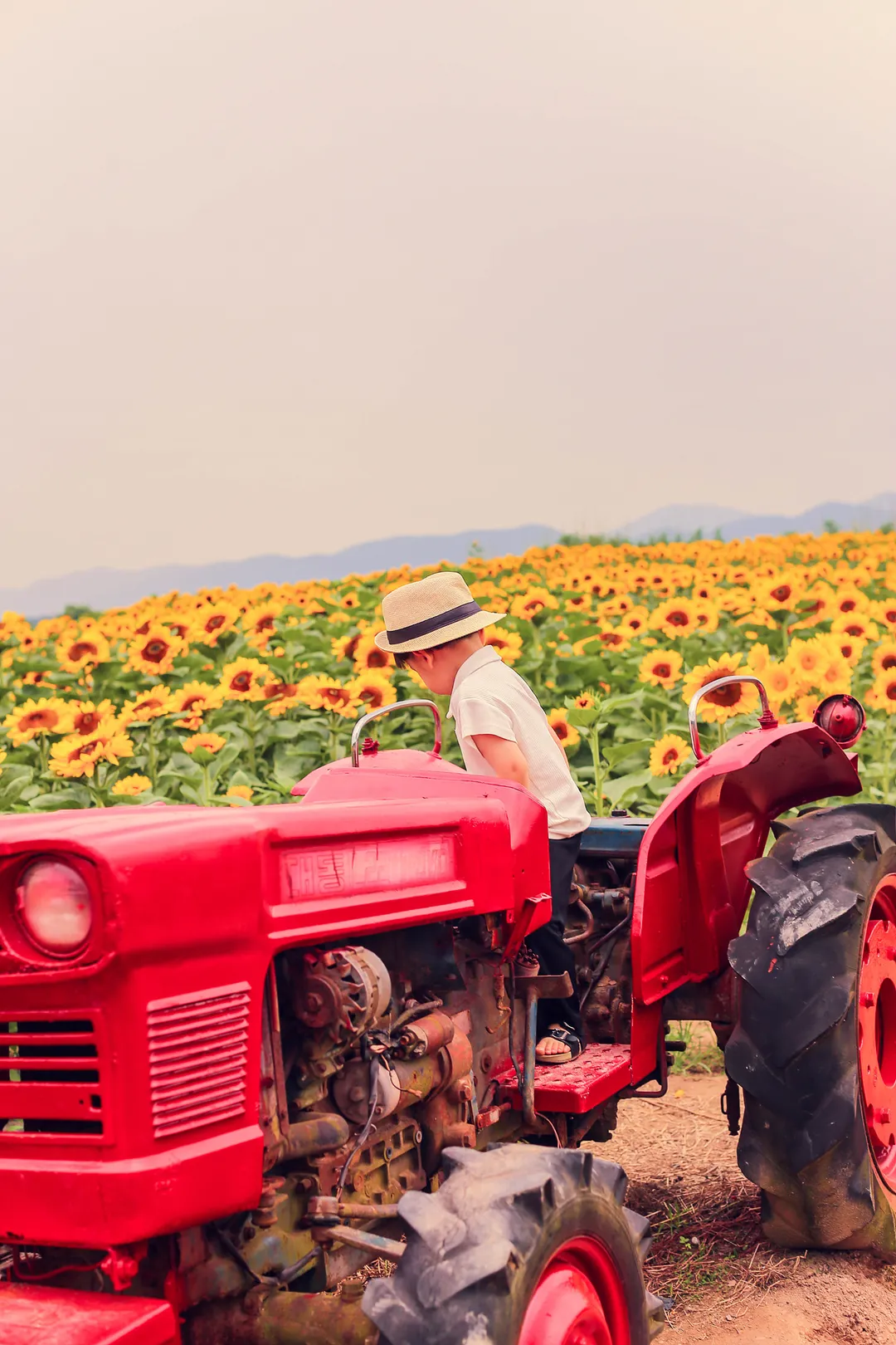 カンジュヒマワリマウル 写真 6
