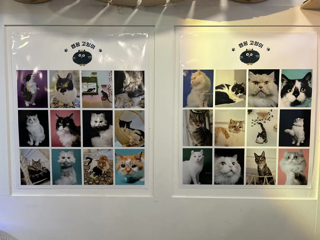 Camping Cat Cafe Seolleung Branch photo 10