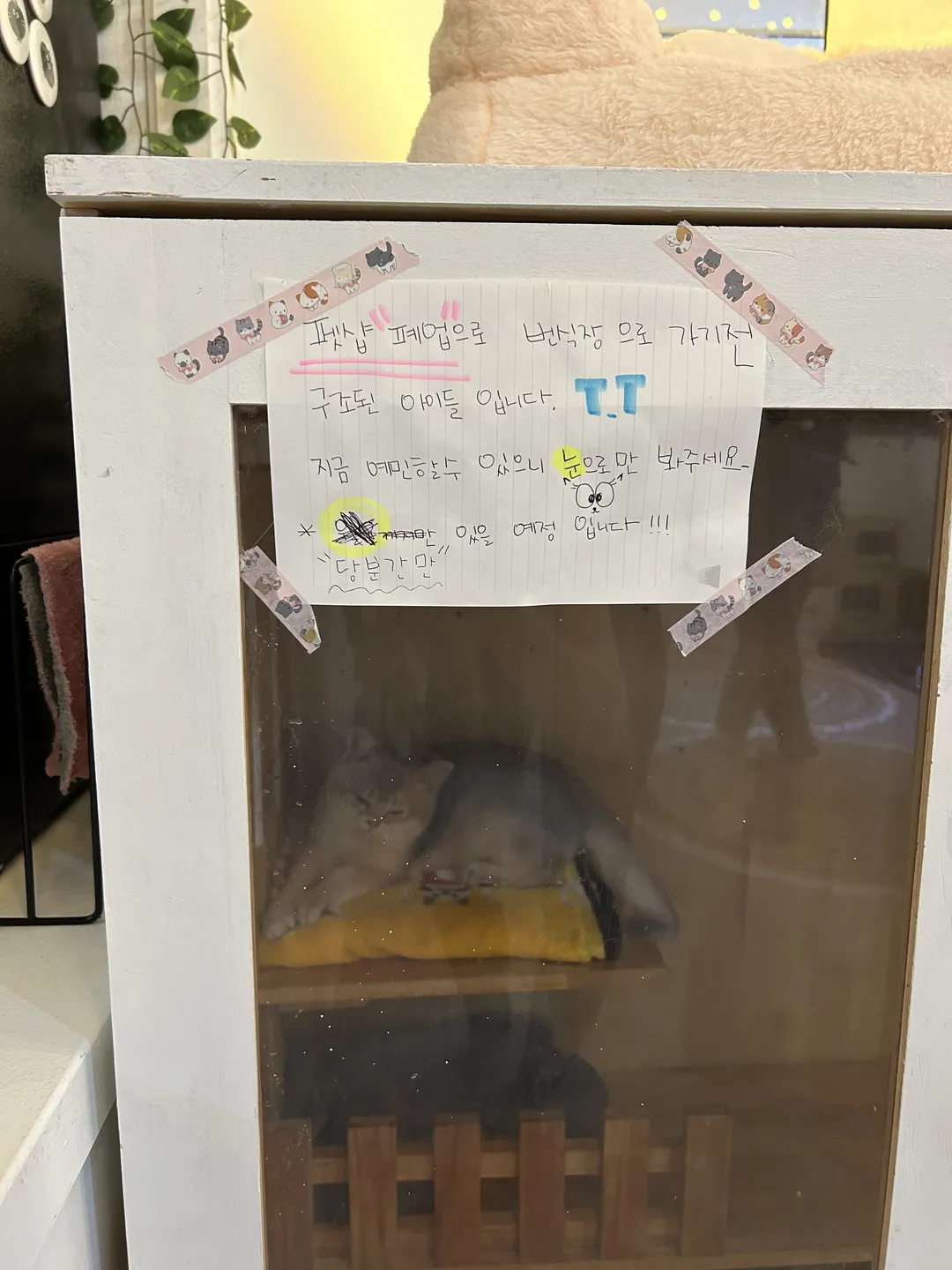 Camping Cat Cafe Seolleung Branch photo 8
