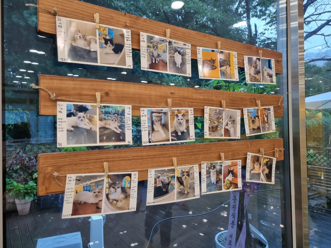 アイキャットユー ヤンジュ店 写真 12