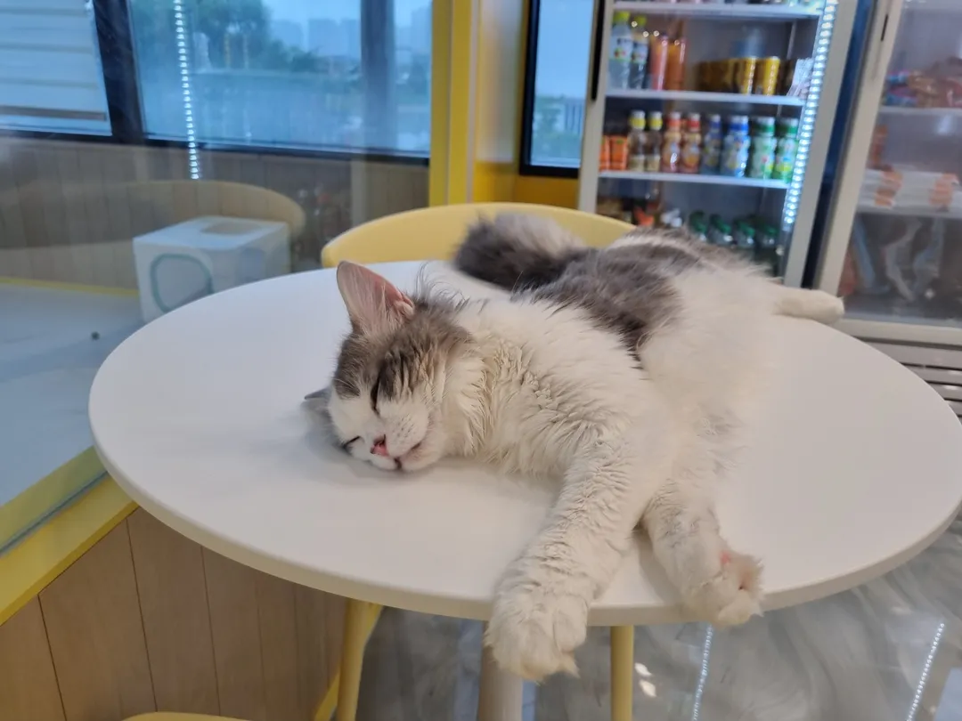 アイキャットユー ヤンジュ店 写真 14
