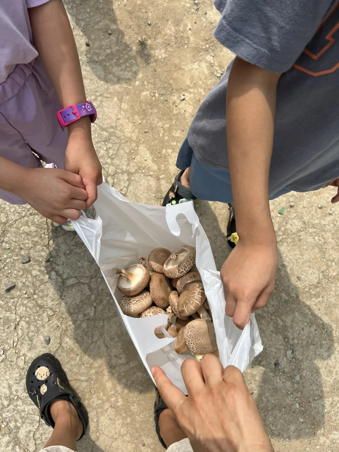 또바기 표고버섯 체험농장 사진 14