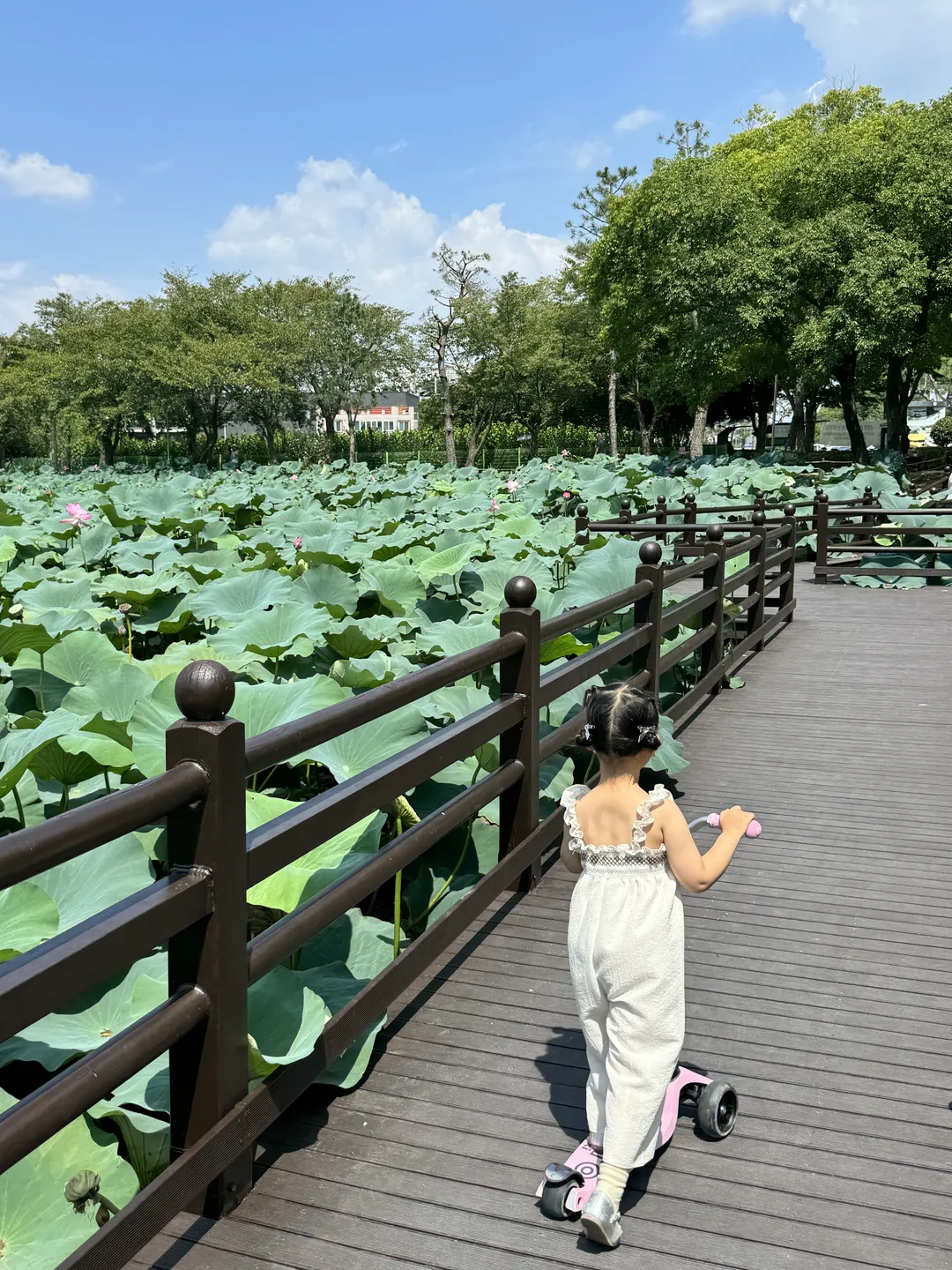 카페더파드마