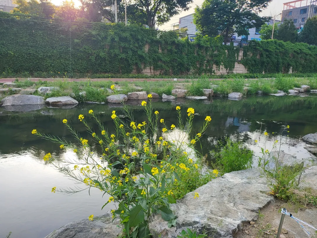 城北川 写真 6