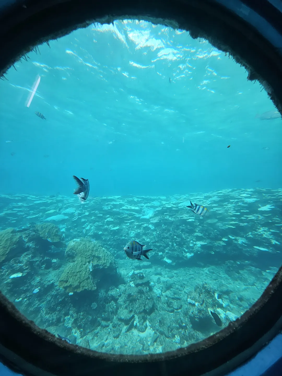 ブセナ海中公園海中展望塔 写真 14