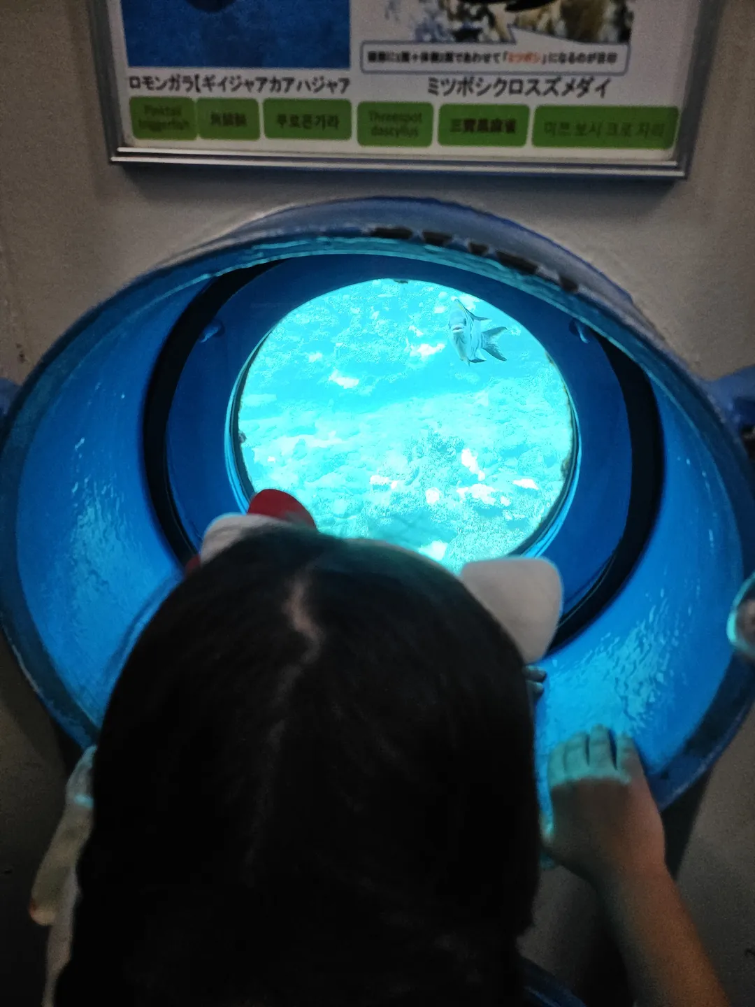 ブセナ海中公園海中展望塔 写真 11