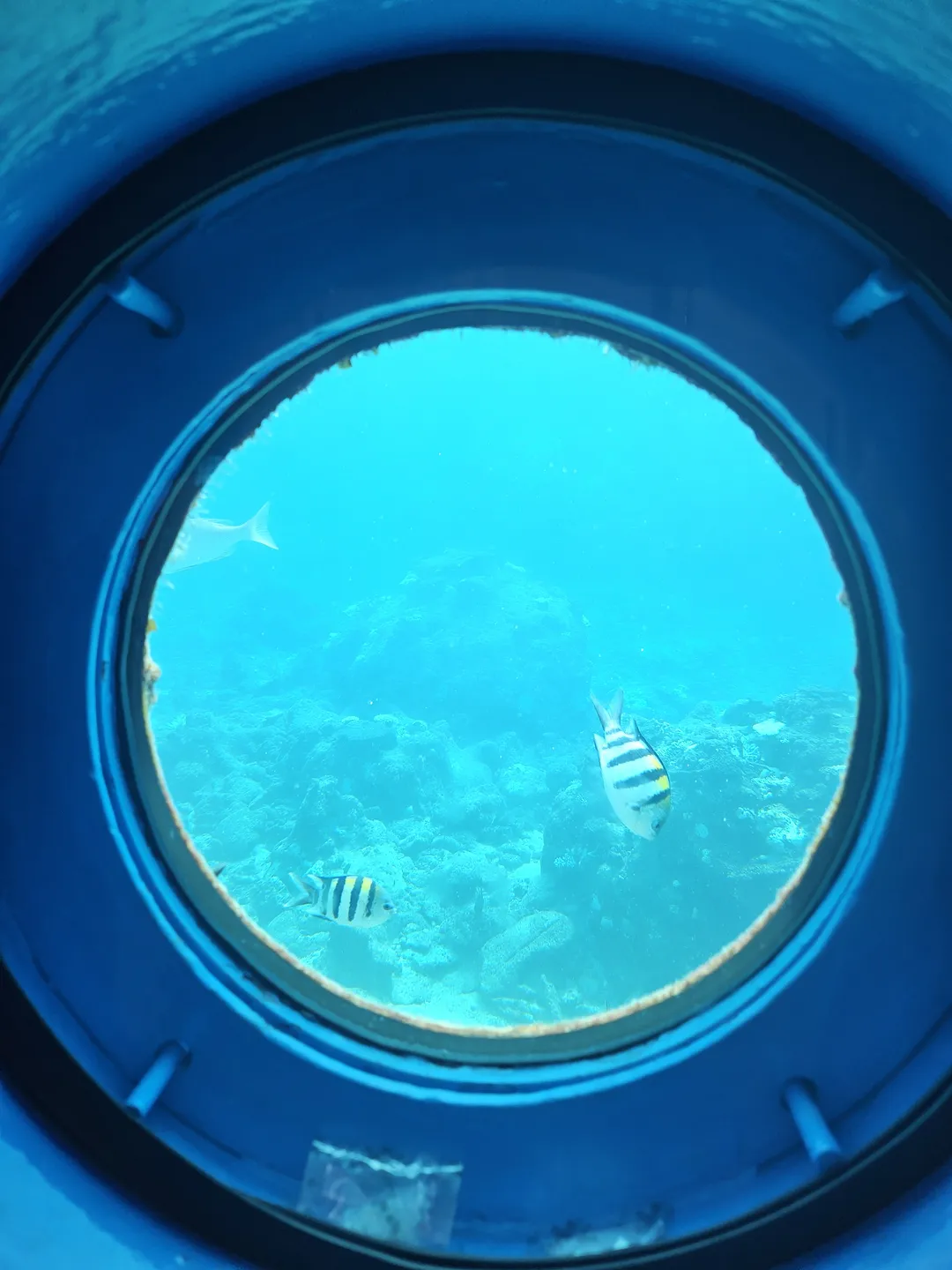 ブセナ海中公園海中展望塔 写真 15