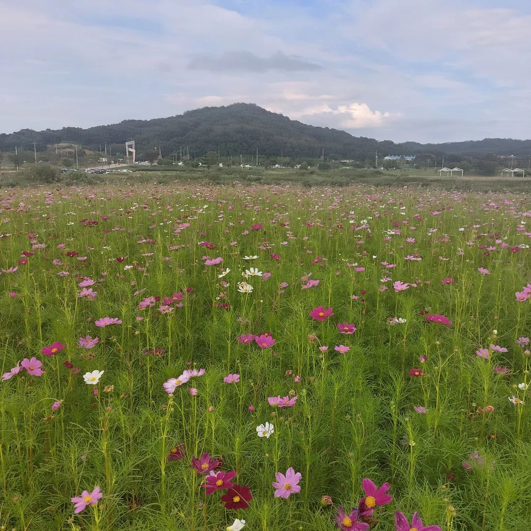당남리섬(대신섬) 사진 8