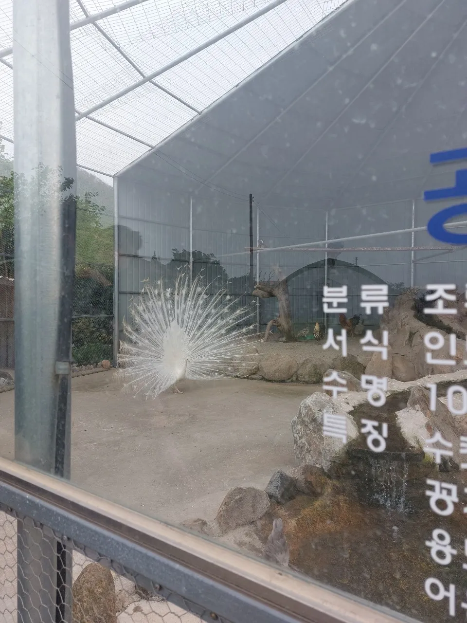 Gangneung Twin Animal Farm photo 7