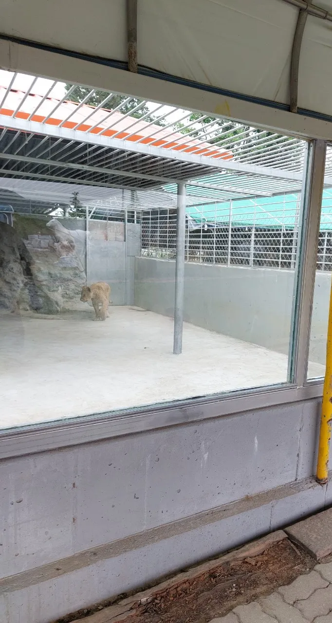 Gangneung Twin Animal Farm photo 6