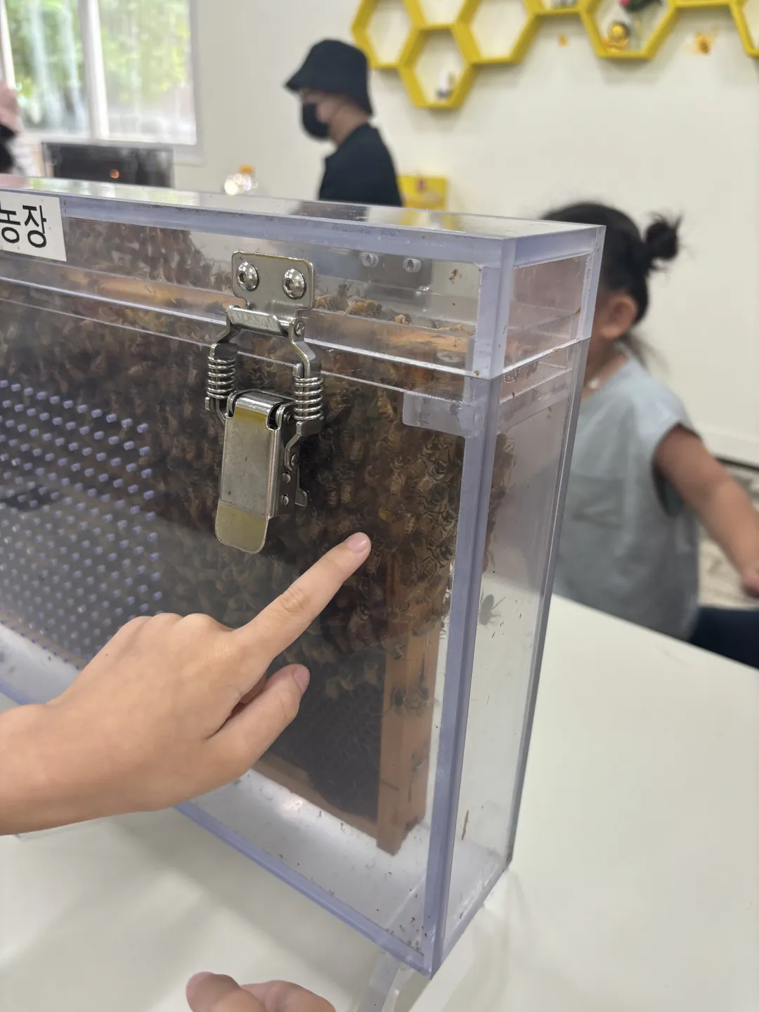 칠곡꿀잼농장 꿀벌인 사진 10