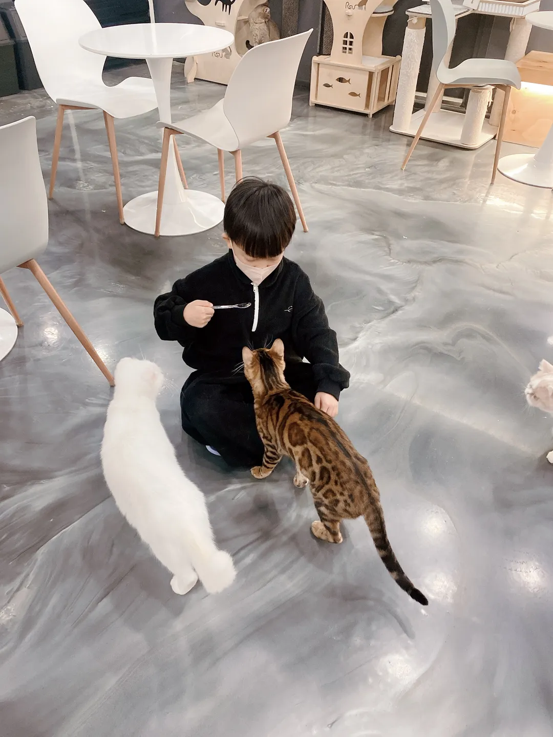 캣다방