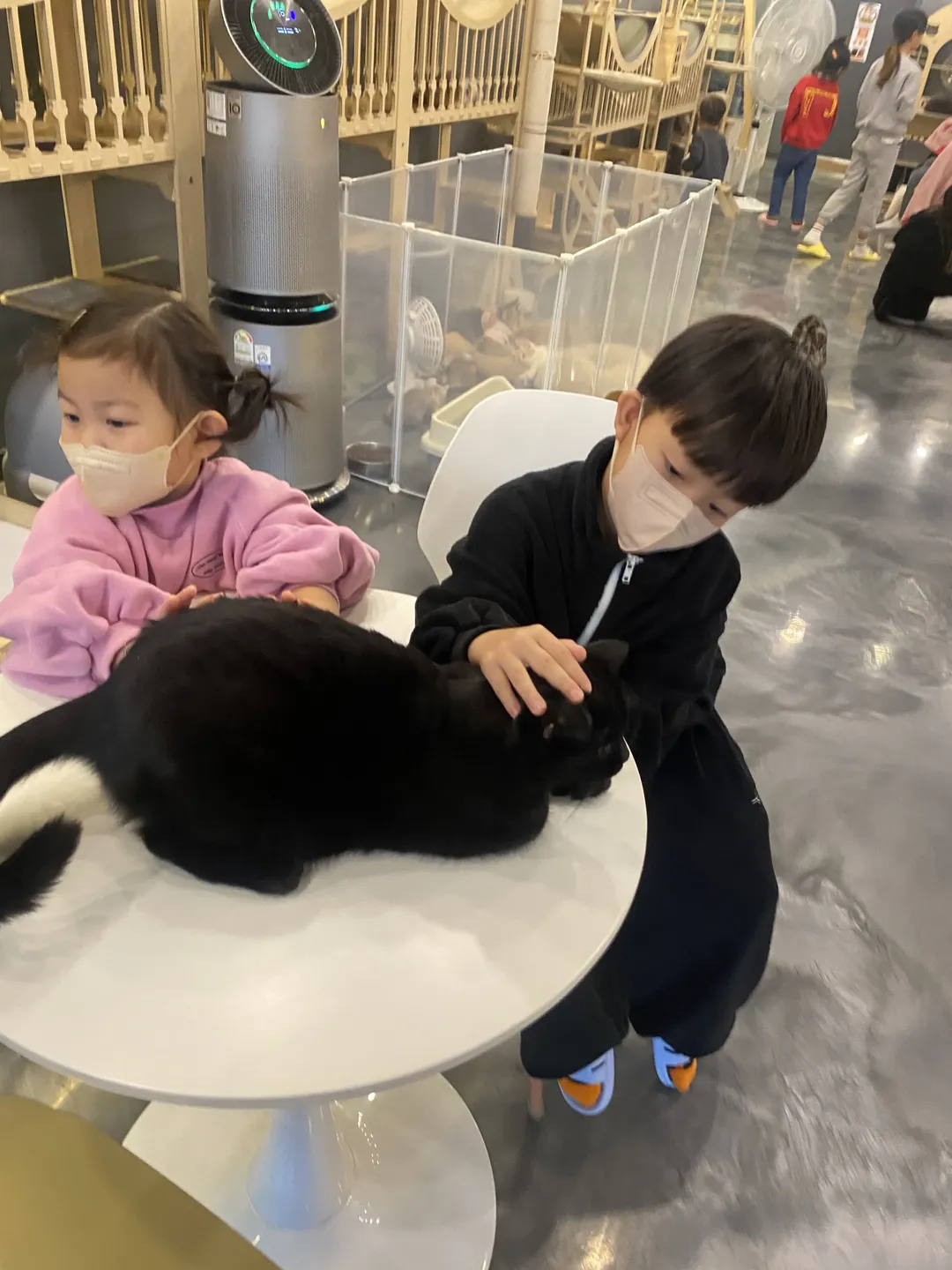 캣다방