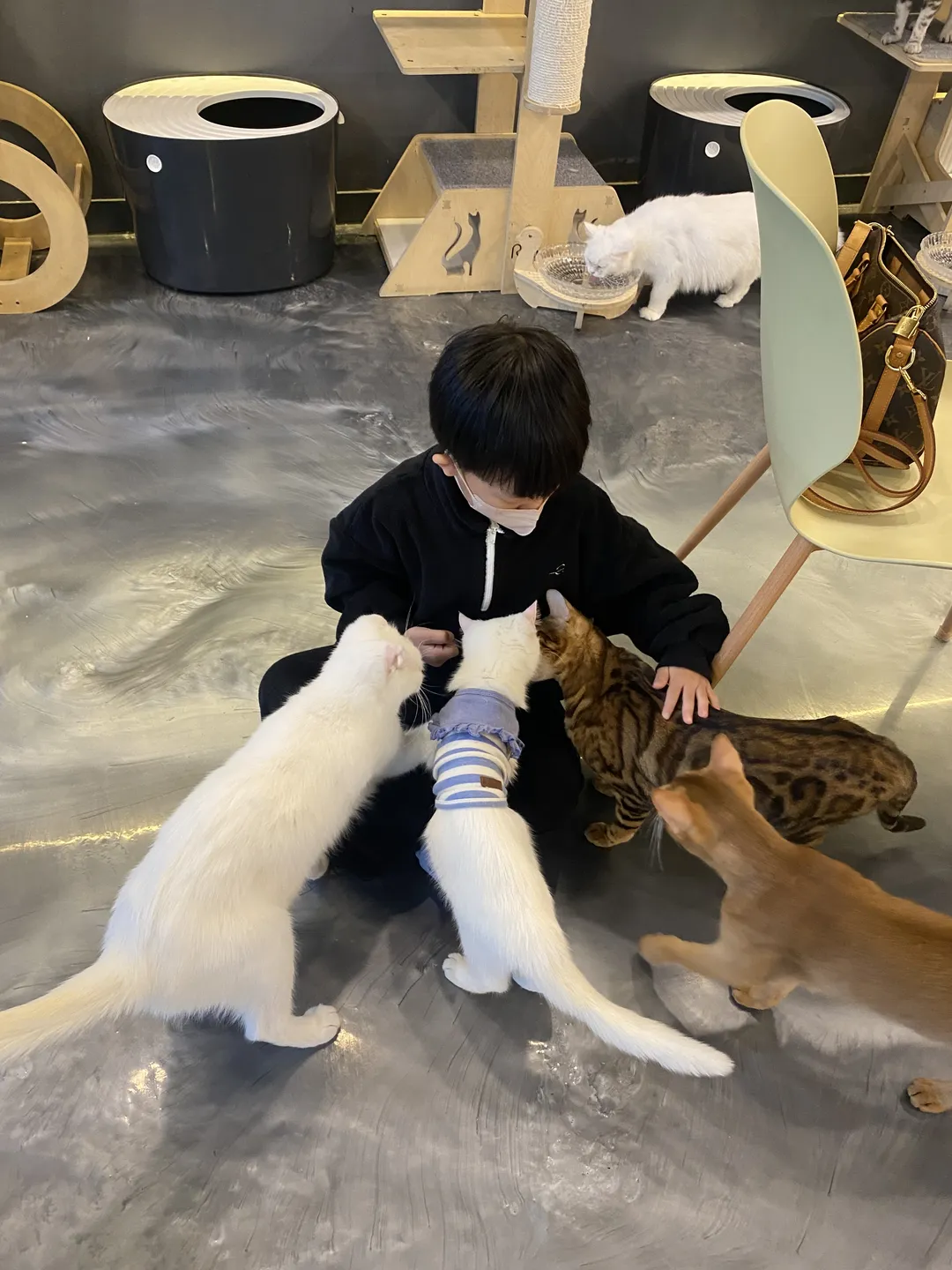캣다방 사진 7