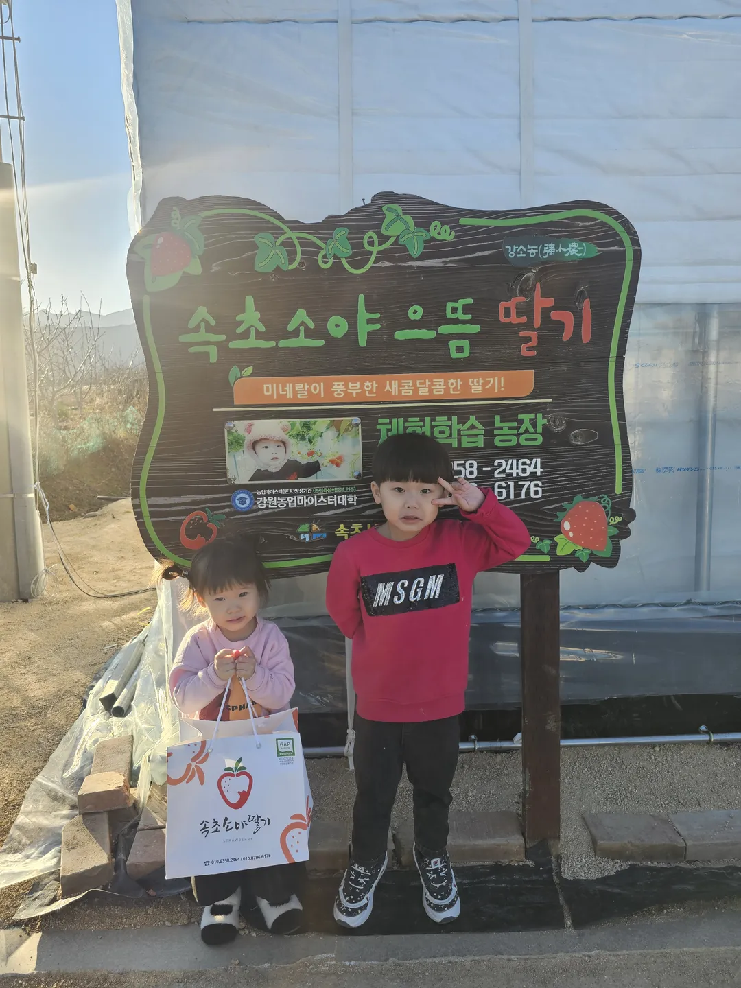 속초소야으뜸딸기 사진 7
