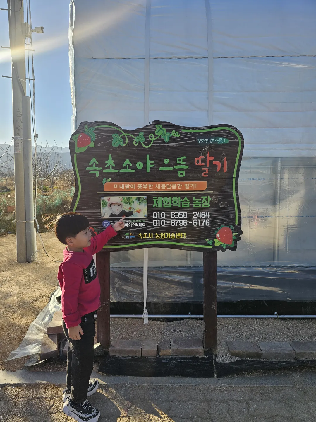 속초소야으뜸딸기 사진 10