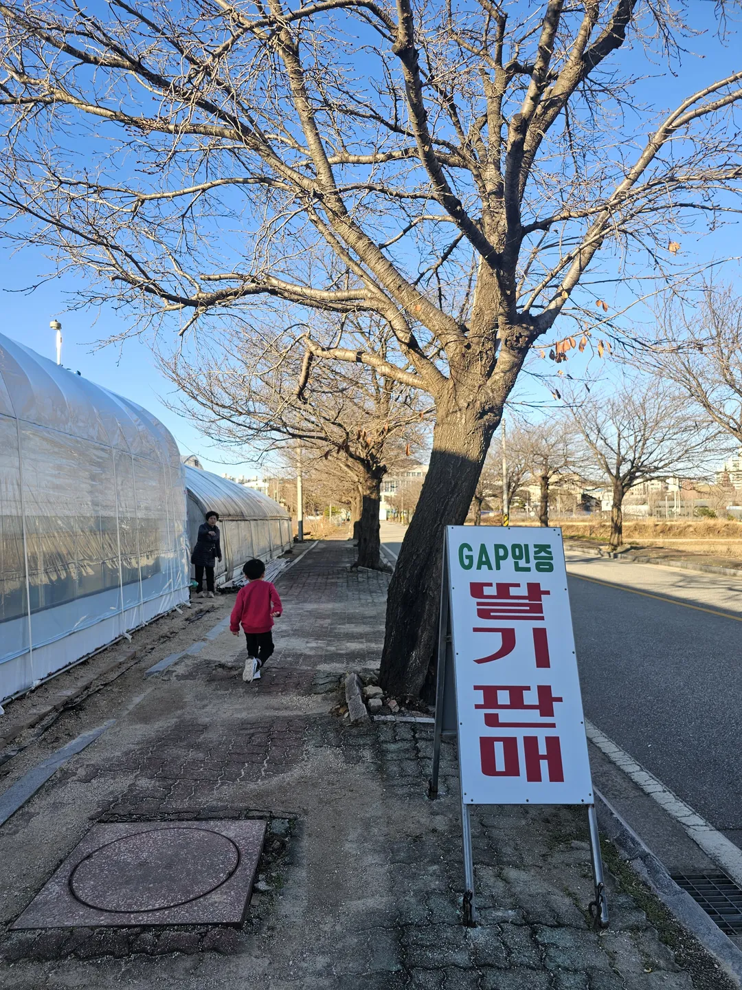 속초소야으뜸딸기 사진 11