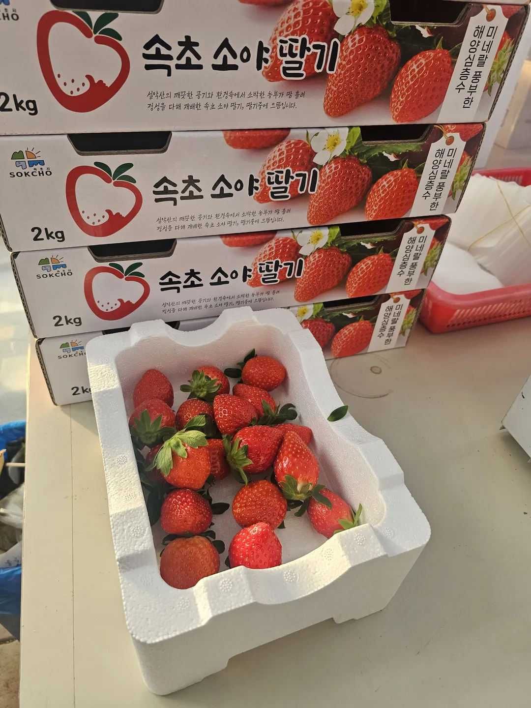 속초소야으뜸딸기 사진 15