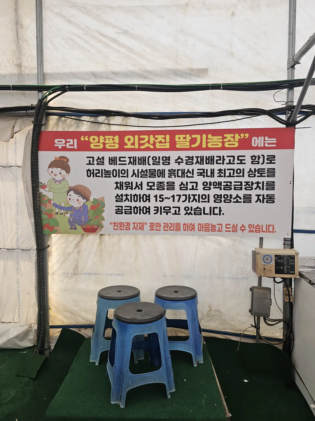 양평외갓집딸기농장 사진 8