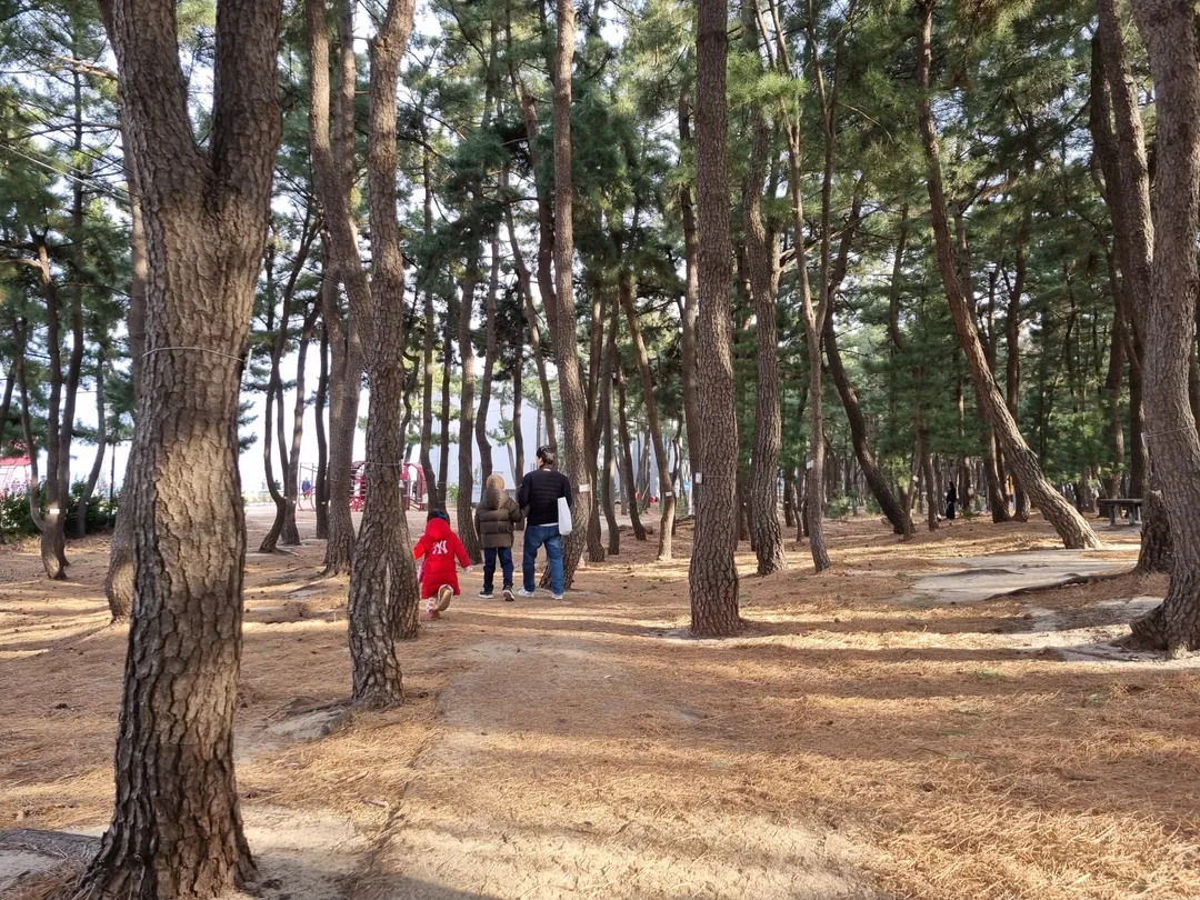 속초사잇길 제5길 속초해변길 사진 13