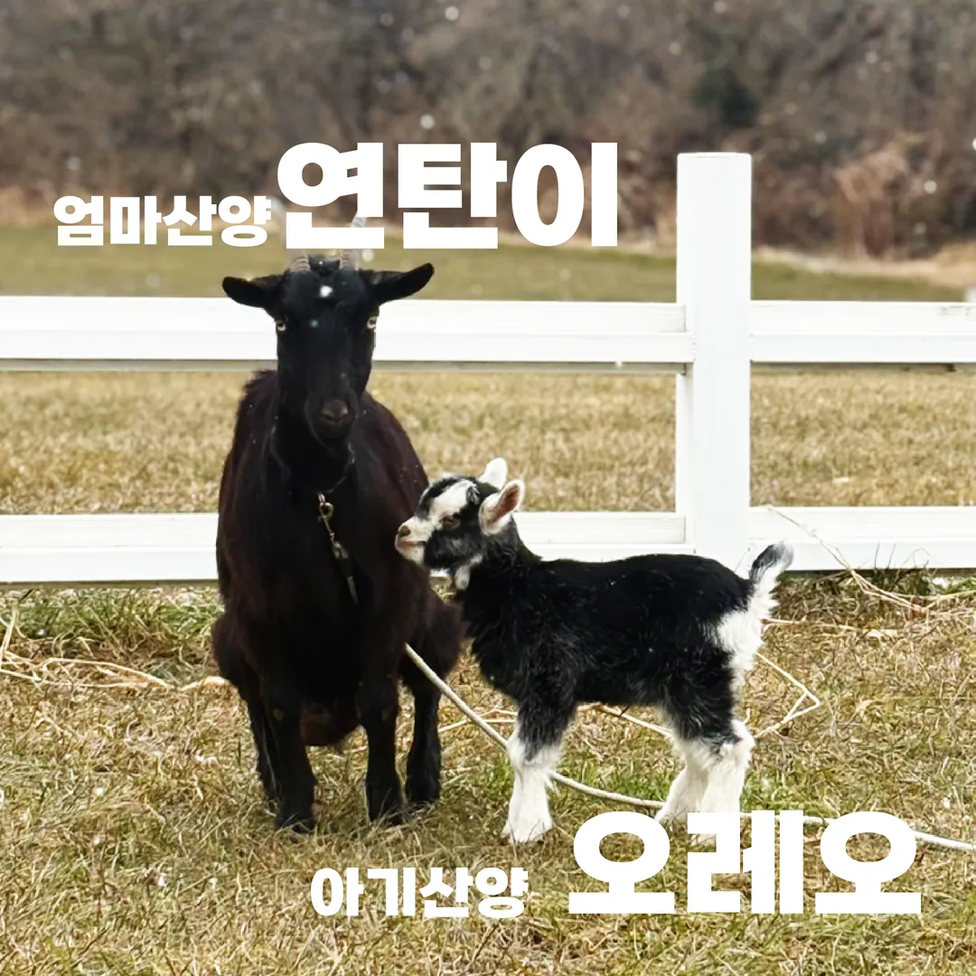 제주 에코랜드 테마파크 사진 25