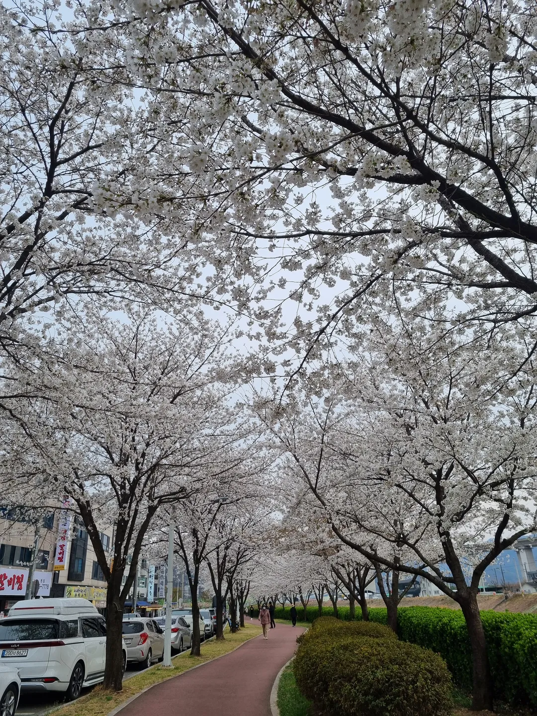 카페쿠시