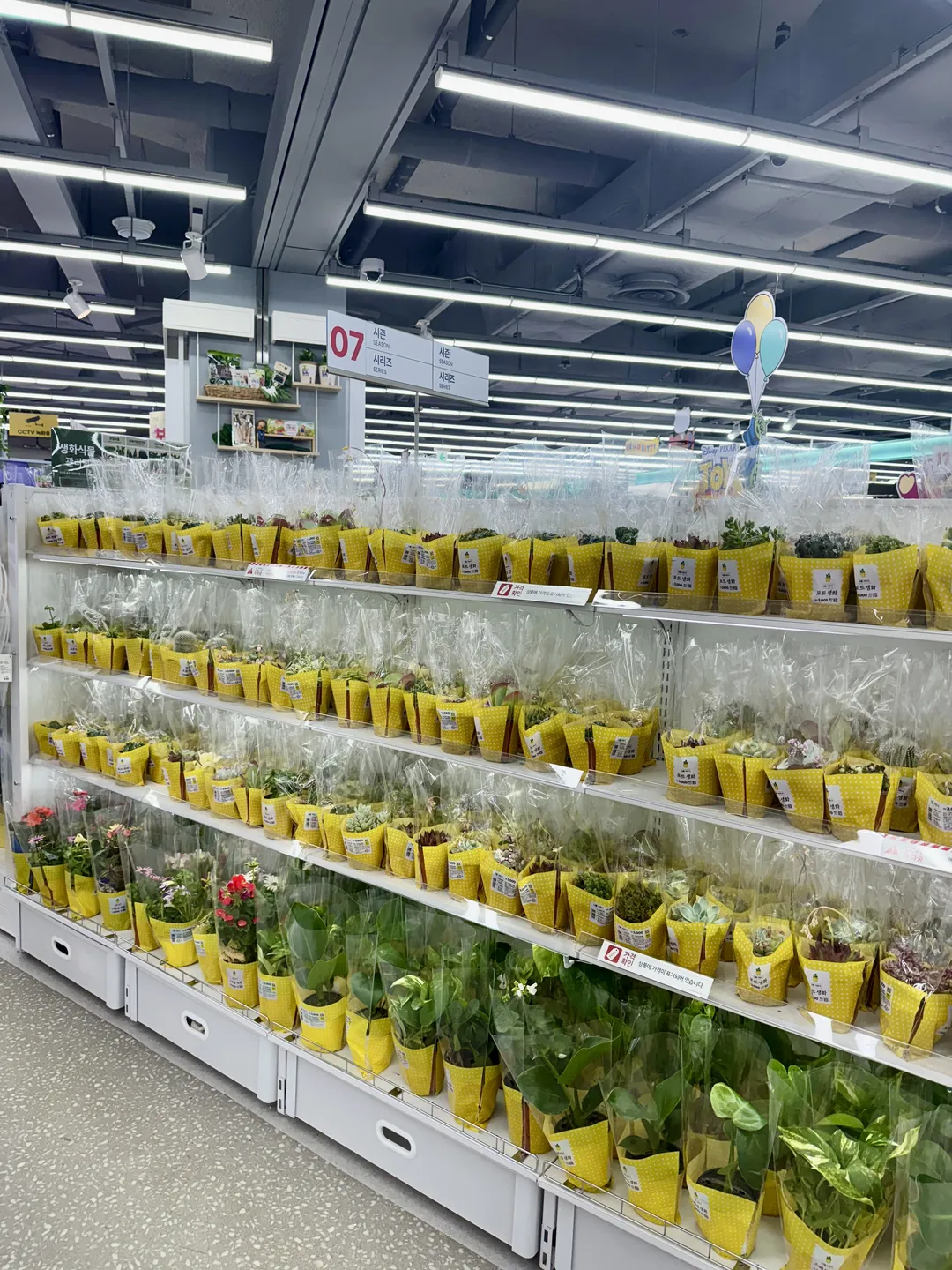 Daiso Eastern Square Gangdong Cheonho Branch photo 11